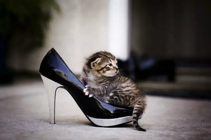 gato zapatos