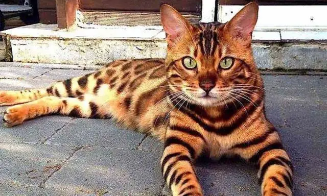 gato tigre