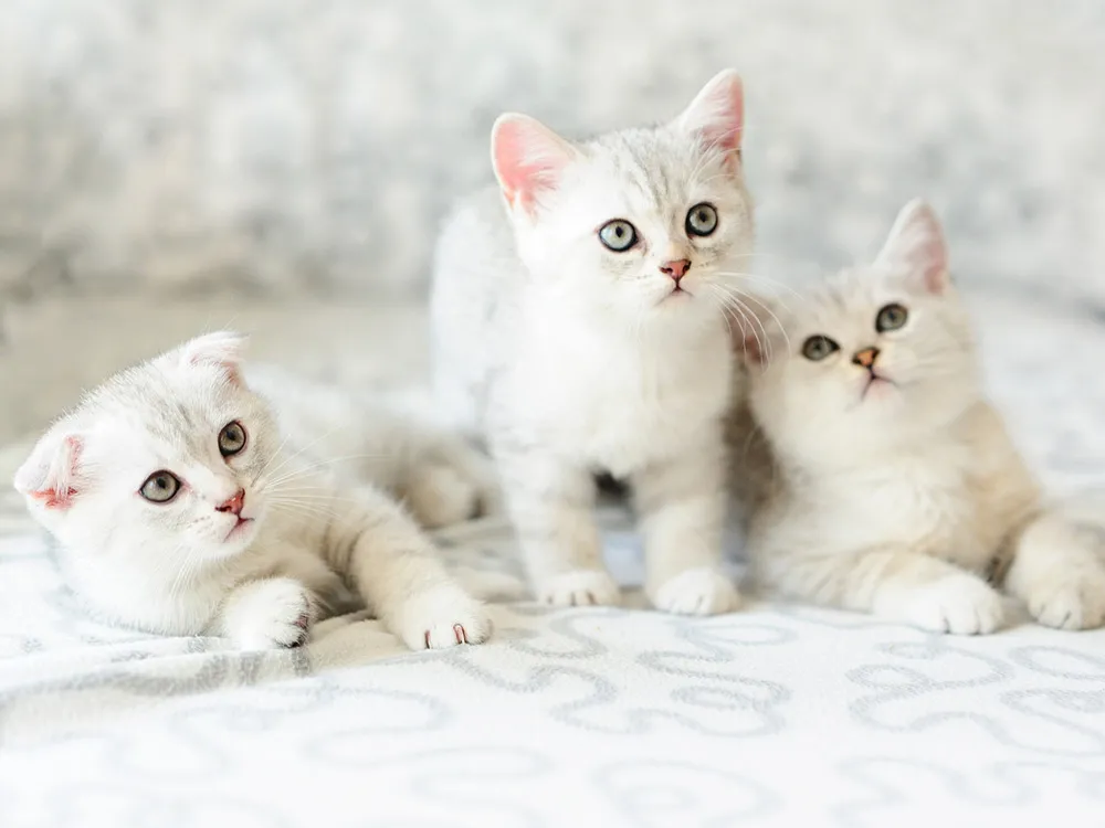 tres-gatitos-blancos_1