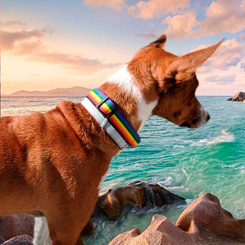 Collar para perros con bandera arcoíris collares de nylon bandera gay 04B collar para perros arcoiris