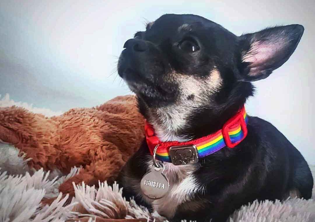 collar para perros arcoiris 
collares de nylon bandera gay S 05