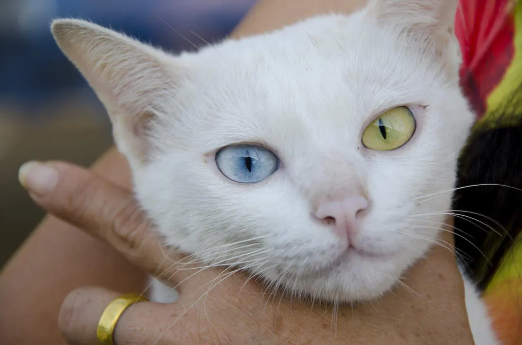 razas de gatos blancos más bonitas Cat-Khao_Manee-A_pretty_Khao_Man