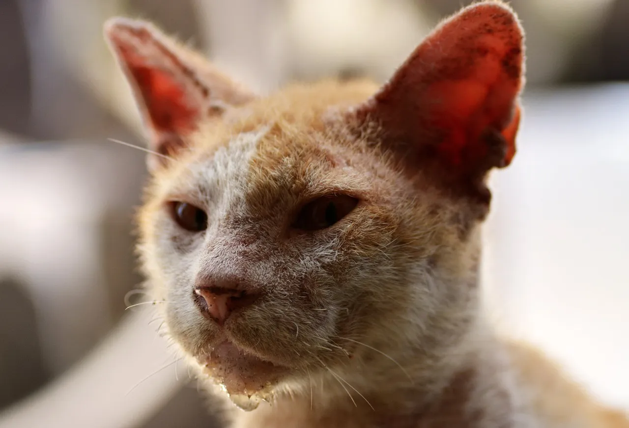 enfermedades de los gatos Leucemia viral felina