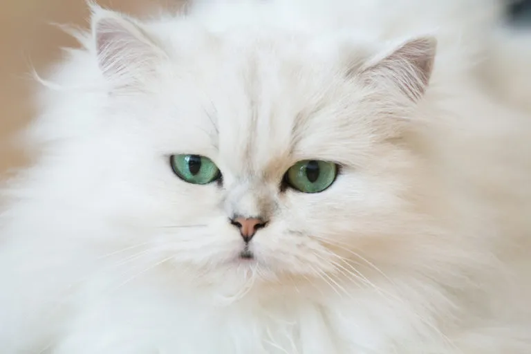 razas de gatos blancos más bonitas gato persa
